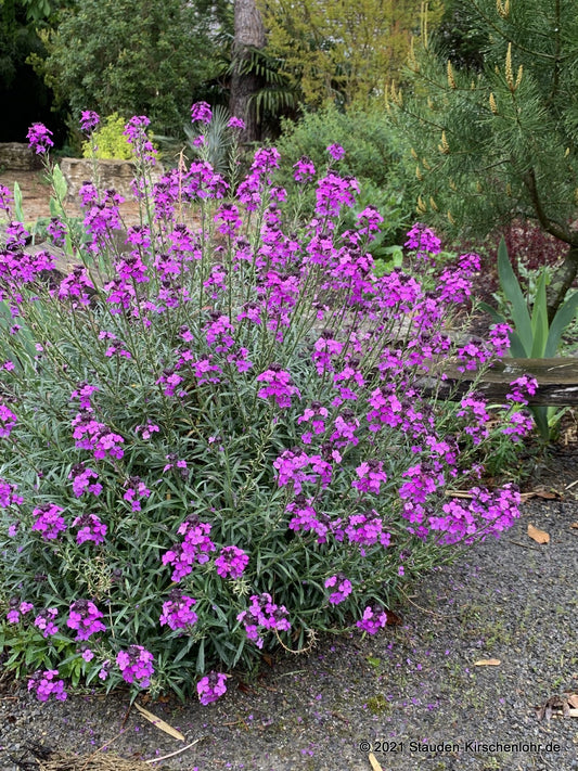 Erysimum 'Bowles Mauve'