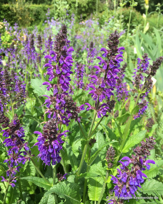 Salvia nemorosa 'Mainacht'