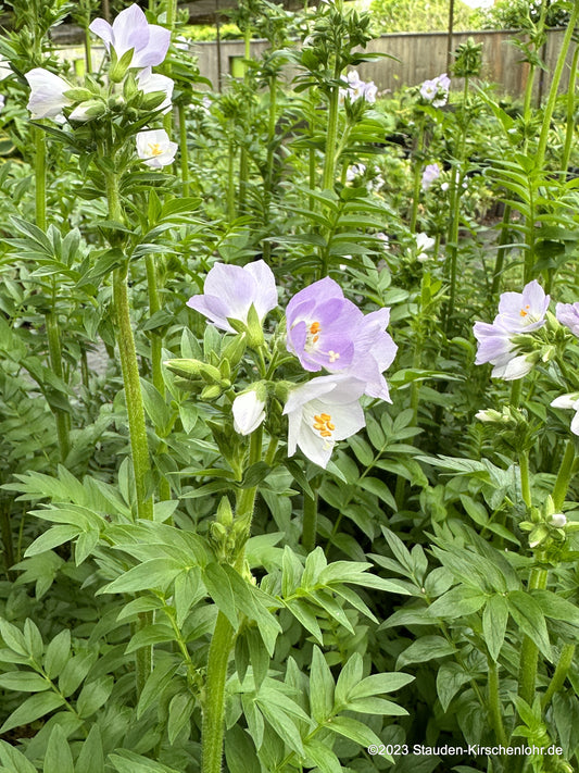 Polemonium 'Hopleys'
