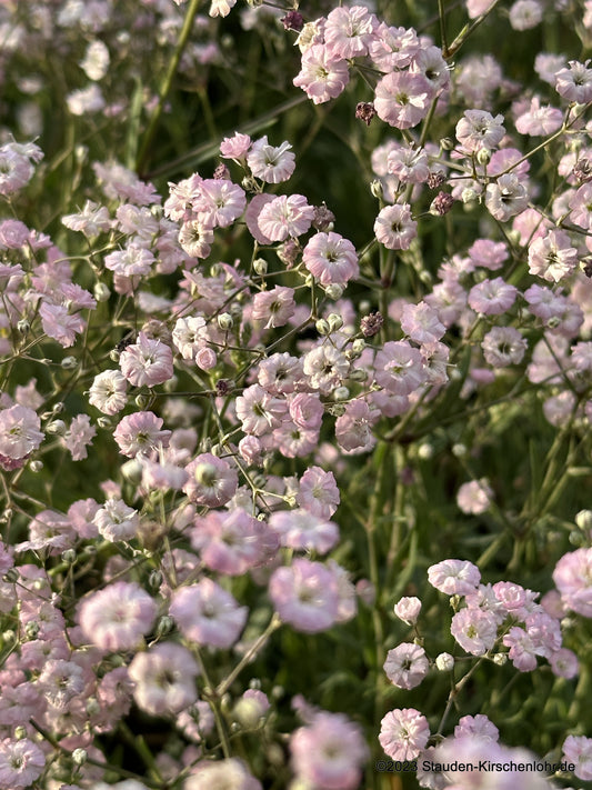 Gypsophila 'Festival Pink'
