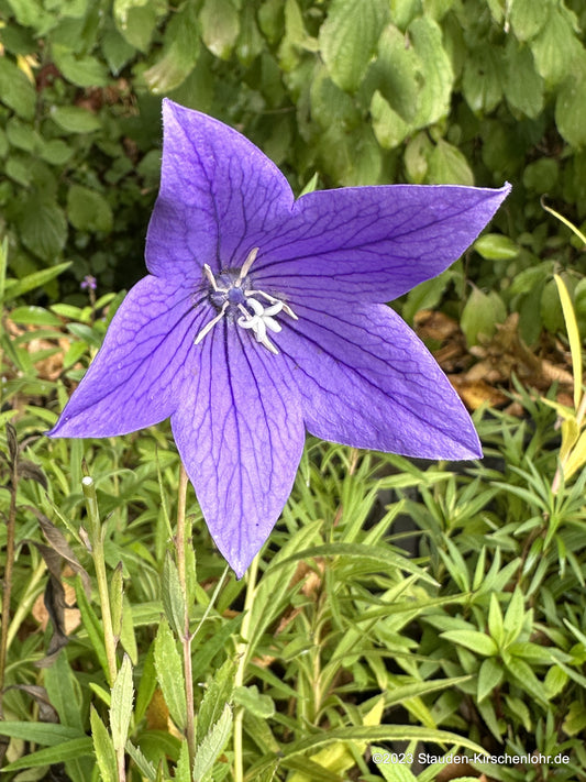 Platycodon grandiflorus 'Fuji Blue'