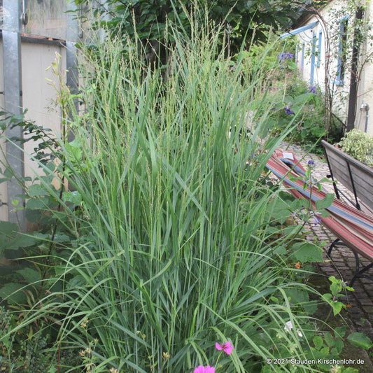 Panicum virgatum 'Diwali'