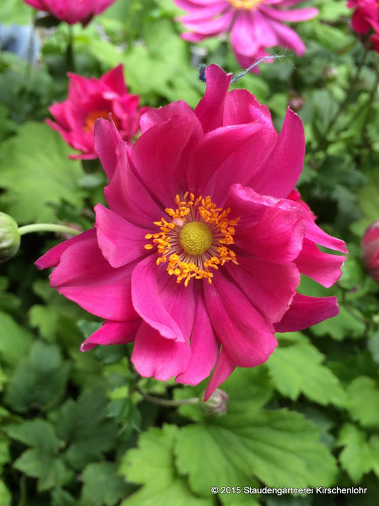 Anemone (Autumn Double Group) 'Bressingham Glow'