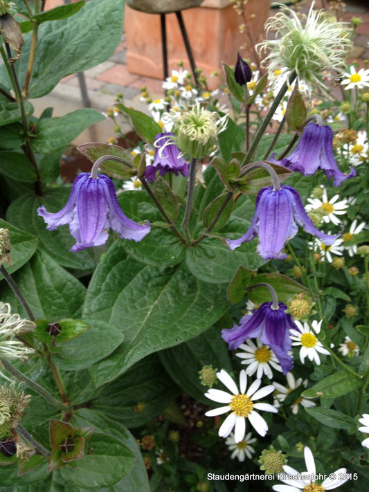 Clematis integrifolia