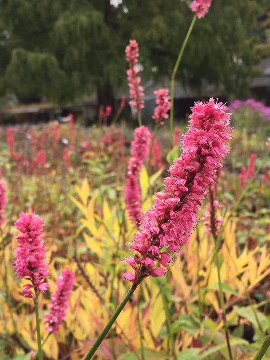 Bistorta amplexicaulis 'Jo & Guido´s Form'