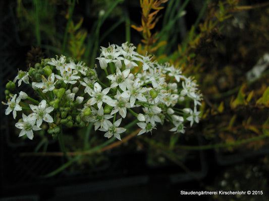 Allium tuberosum 'Monstrosum'