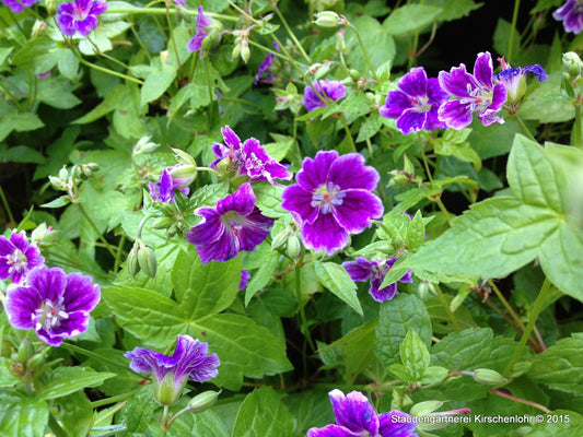 Geranium nodosum 'Clos du Coudray'