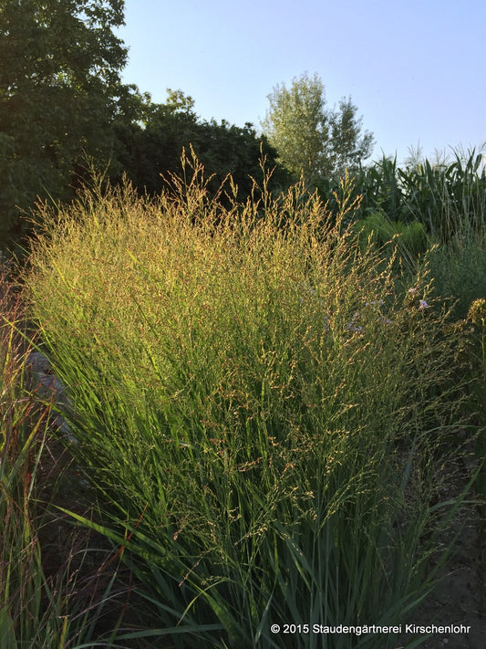 Panicum virgatum 'Buffalo Green' ®
