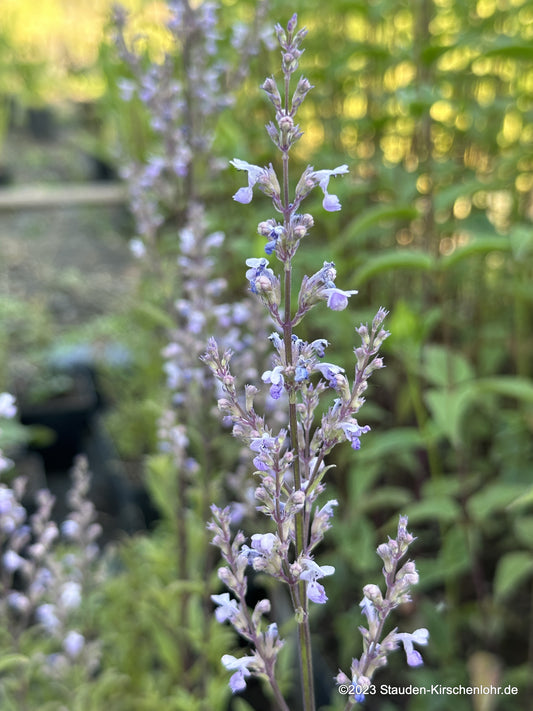 Nepeta nuda 'Purple Cat'