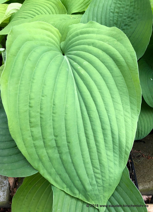 Hosta 'Arch Duke'