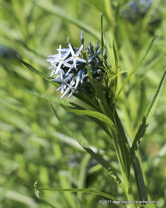 Amsonia hubrichtii