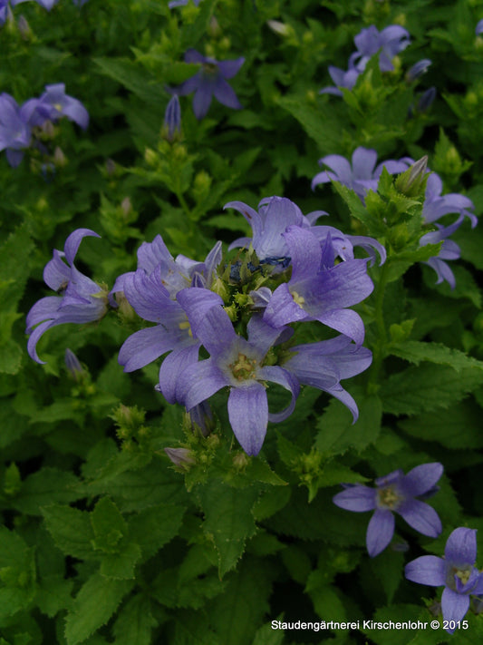 Campanula lactiflora 'Superba'