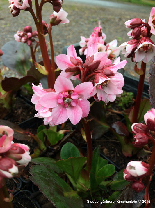 Bergenia 'Dragonfly Sakura' ®