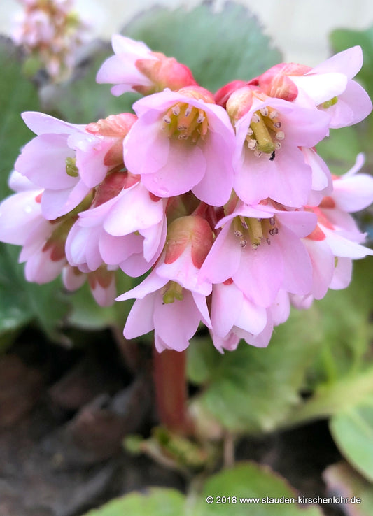 Bergenia 'Baby Doll'