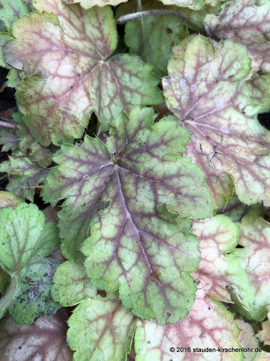 Heuchera 'Da Vinci' ®