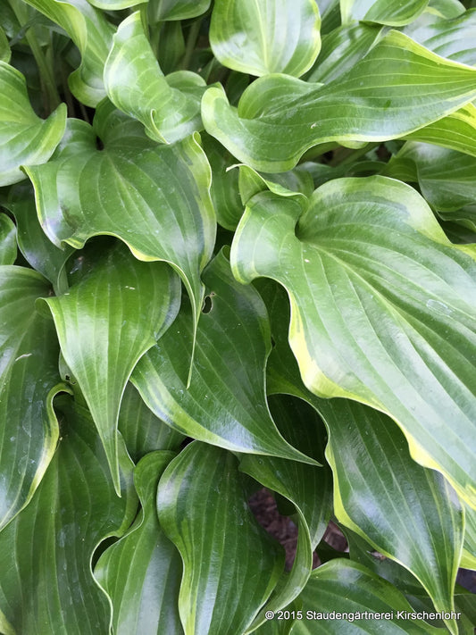 Hosta 'Sugar and Spice'