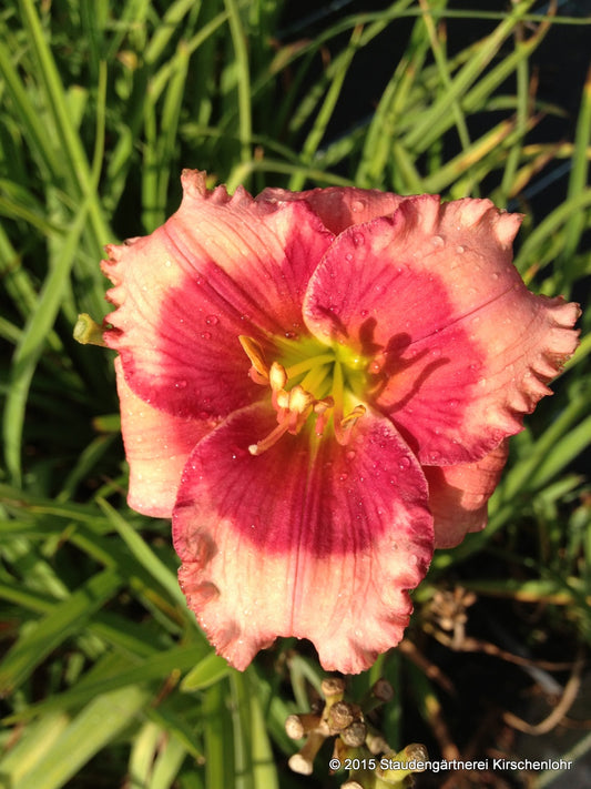 Hemerocallis 'Dragons Eye'