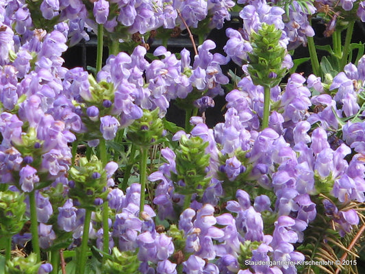 Prunella grandiflora 'Loveliness'