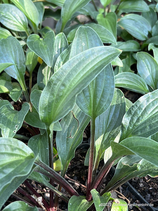 Hosta 'Emeralds and Rubies'