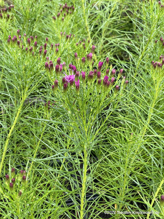 Vernonia lettermannii 'Iron Butterfly'