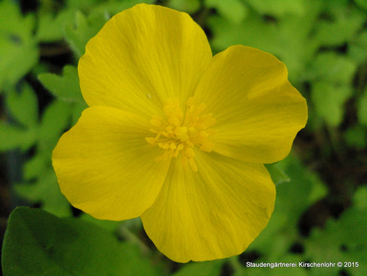 Stylophorum diphyllum