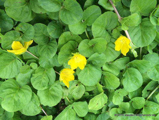 Lysimachia nummularia