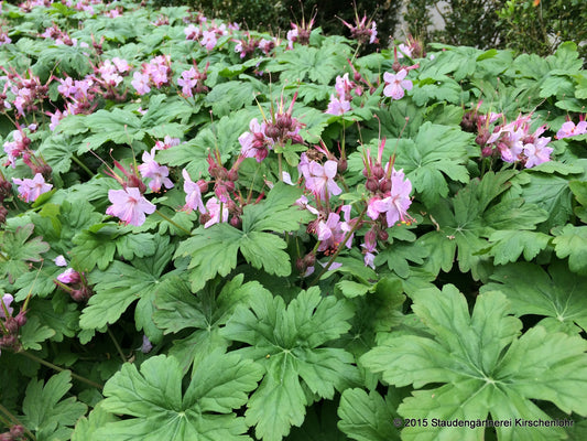 Geranium macrorrhizum 'Ingwersen'