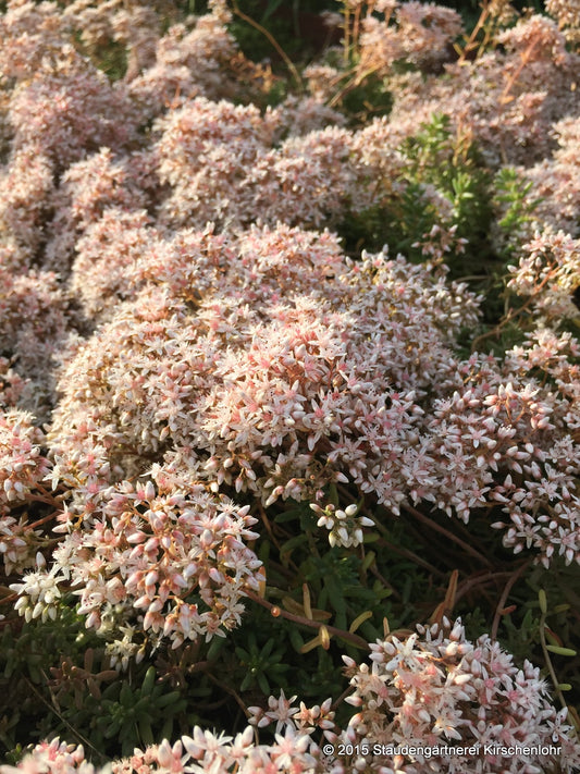 Sedum album 'Coral Carpet'