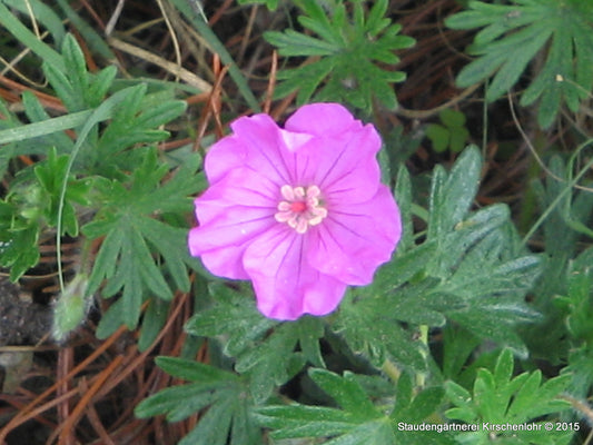 Geranium sanguineum