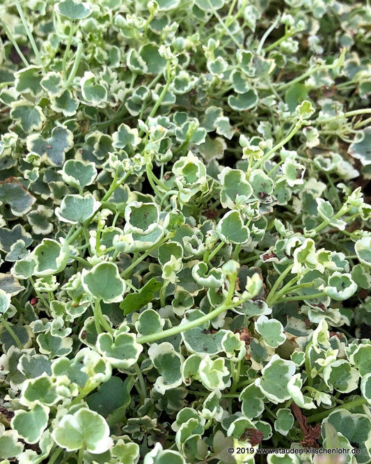 Cymbalaria muralis 'Snow Wave'