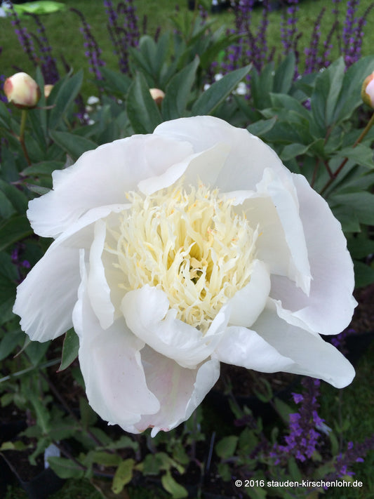 Paeonia 'Carrara'