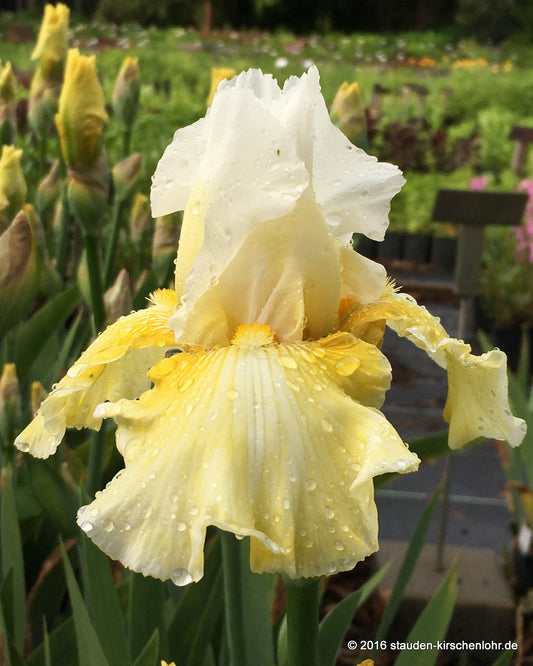 Iris barbata-elatior 'Citronnade'