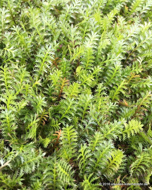 Leptinella squalida
