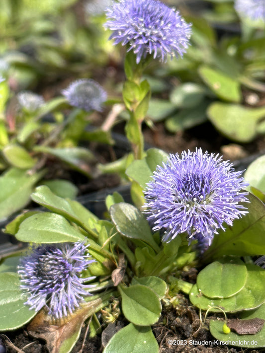 Globularia bisnagarica