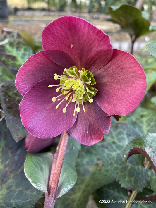 Helleborus 'Anna’s Red' ® (Frostkiss)