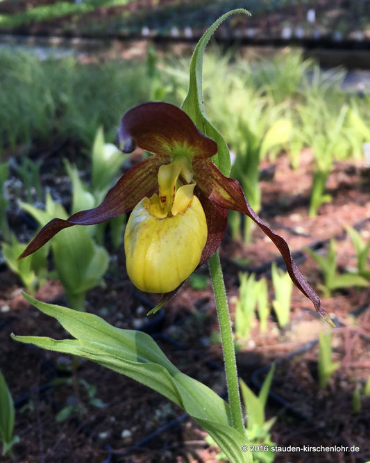 Cypripedium calceolus x segawai NIS