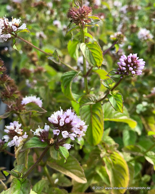 Mentha x piperita var. citrata 'Orange'