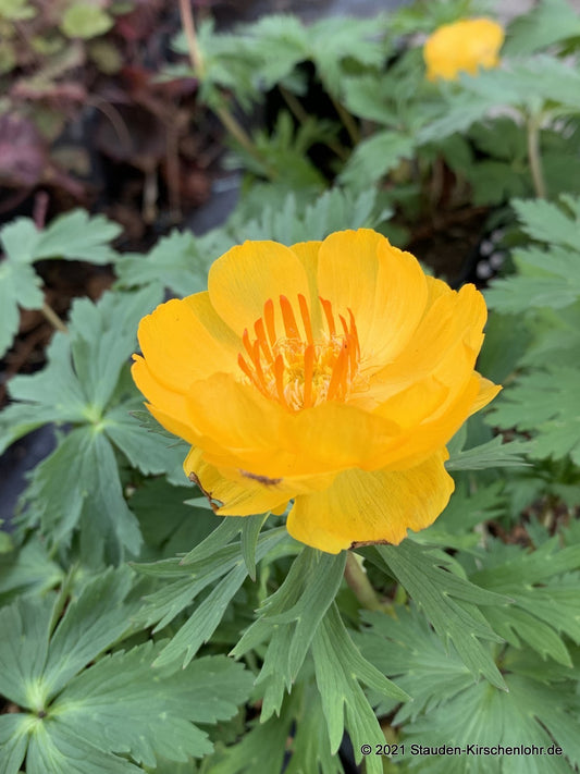 Trollius 'Frühlingsbote'