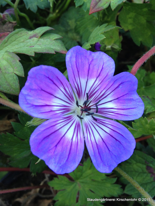 Geranium 'Rainbow' ®