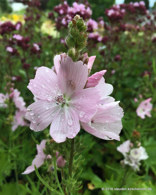 Sidalcea malviflora 'Elsie Heugh'
