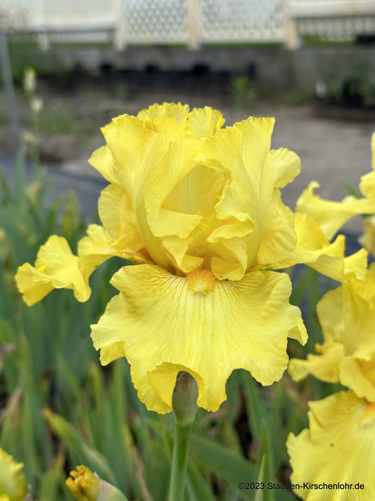 Iris barbata-elatior 'Golden Immortal'