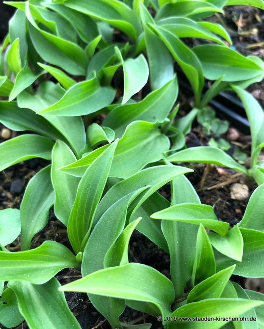 Hosta 'Paradise Puppet'