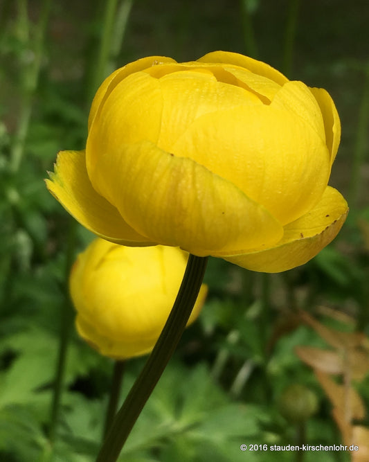 Trollius 'Lemon Queen'