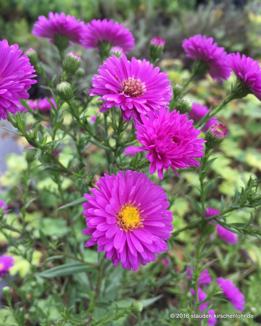 Symphyotrichum novi-belgii 'Karminkuppel'