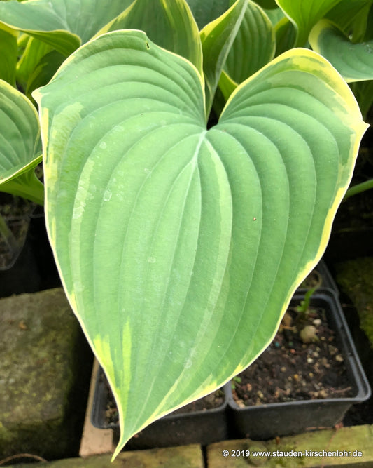 Hosta 'Sagae'