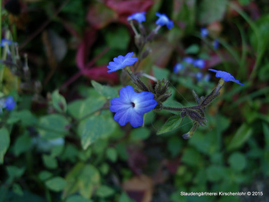 Ceratostigma willmottianum 'Forest Blue' ®
