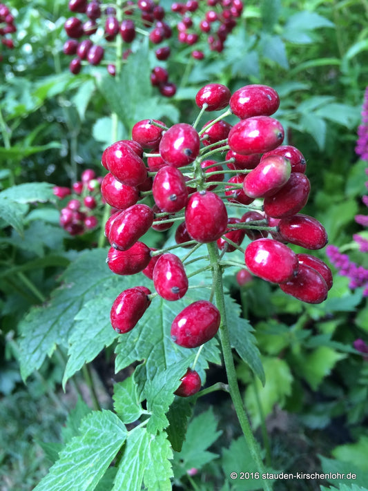 Actaea rubra