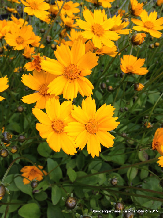 Coreopsis auriculata 'Elfin Gold'