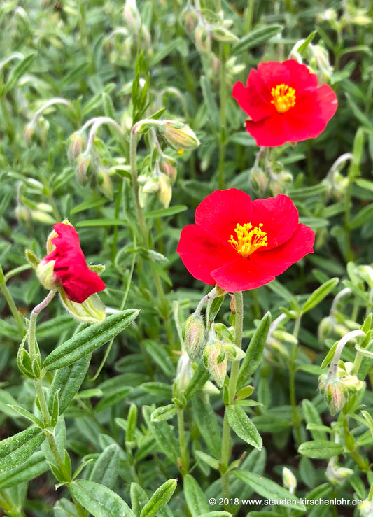 Helianthemum 'Red Dragon'