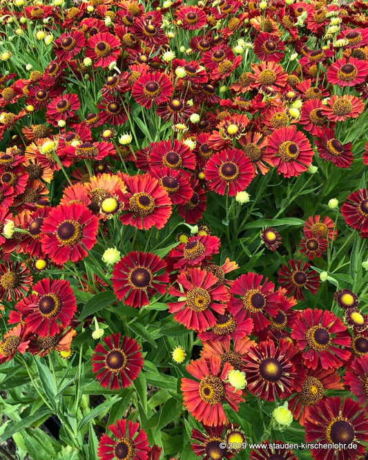 Helenium 'Salsa' ®